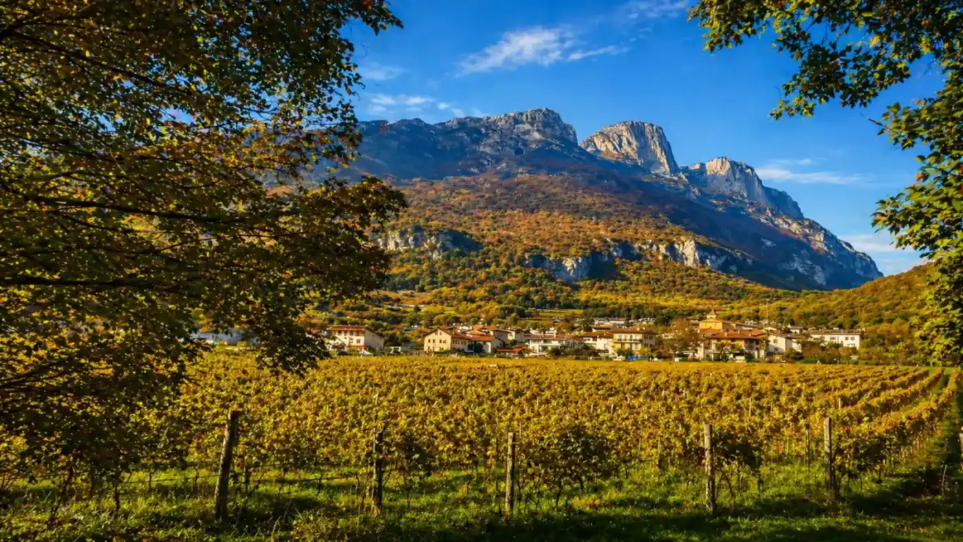 Vigneti e paesaggio della Cantina Vindimian